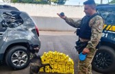 Cadela da Polícia Penal fareja e ajuda a apreender 81 kg de maconha no Paraná