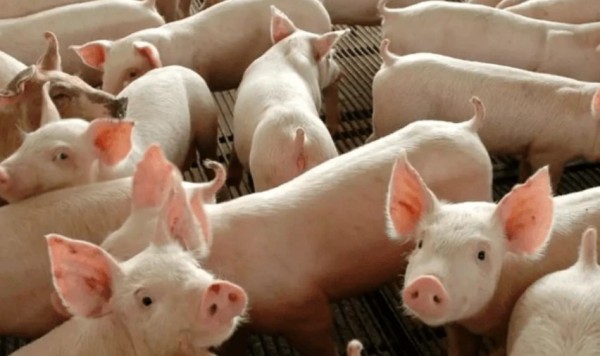 Exportação de carne suína do Brasil registra 2º maior volume mensal da história, diz associação