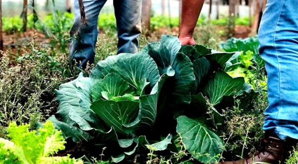 Estado investe R$ 14,7 milhões em nova fase do programa Paraná Mais Orgânico