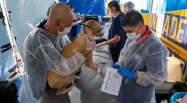 CastraPet vai estrear em 84 municípios do Paraná durante o 5º ciclo
