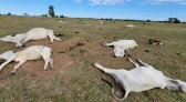 Frio intenso mata 74 bovinos em fazendas no Mato Grosso do Sul