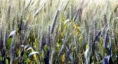 Produção de trigo em SC deve crescer 55%, maior alta entre os cultivos de inverno