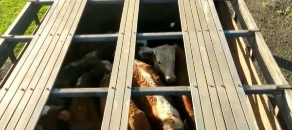 Três homens são presos transportando gado argentino