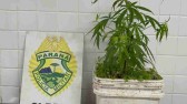 ROCAM apreende 1,8 kg de maconha, pé da planta e arma artesanal, no Paraná