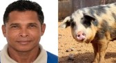 Homem morre após ser atacado por porco em área rural de Parauapebas