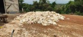 Apagão provoca morte de 8 mil frangos