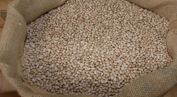 Maior produtor do Brasil, Paraná já colheu 72% da “safra das águas” do feijão