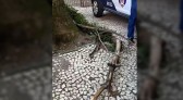 Jovem de 22 anos sofre ferimentos graves após ser atingida por galho de árvore em praça de Curitiba