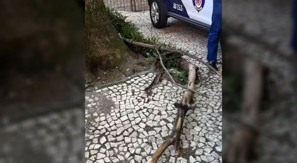 Jovem de 22 anos sofre ferimentos graves após ser atingida por galho de árvore em praça de Curitiba