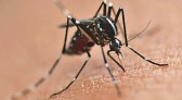 Paraná confirma a primeira morte por dengue do ano