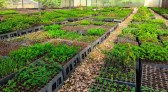 Viveiro Municipal disponibiliza mudas nativas e frutíferas