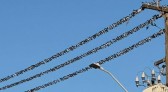Centenas de andorinhas tomam conta dos fios de energia