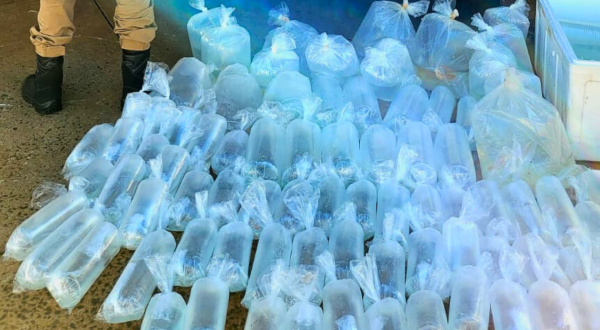 PM apreende 96 peixes contrabandeados e prende motorista 