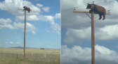 Vídeo mostra urso preso no alto de poste antes de morrer eletrocutado nos Estados Unidos