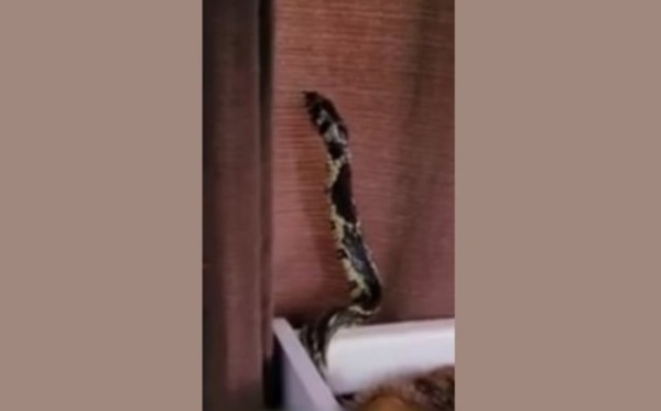 Susto: família encontra cobra dentro de berço de bebê