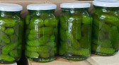 Safra de pepino indústria tem aumento na produtividade
