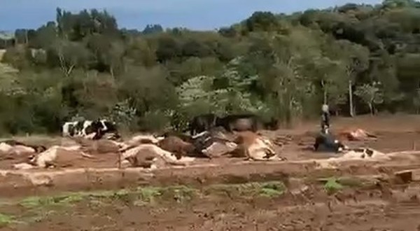 Quase 30 vacas morrem eletrocutadas após rompimento de cabo de alta tensão