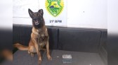 Homem é preso com maconha em ônibus