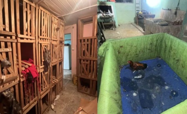 Mais de 50 pessoas são multadas em R$ 250 mil por participação em rinhas de galo