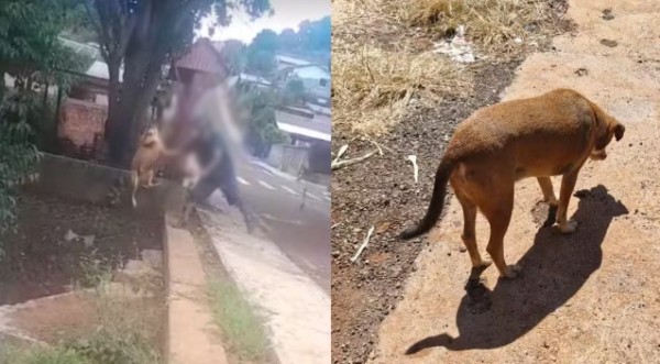 Homem que jogou cachorro em riacho é preso preventivamente após decisão da Justiça no Paraná