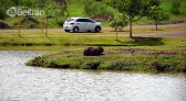 Moradores denunciam maus tratos às capivaras no Lago da Cidade Norte