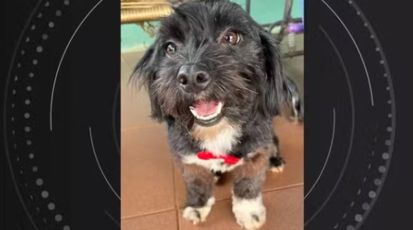 Funcionário terceirizado da Sanepar agride e mata cachorro em Foz do Iguaçu; caso é investigado