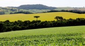 PIB do Paraná cresce 8,6% no primeiro semestre, mais que o dobro da média nacional