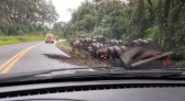 Carreta bitrem carregada com adubo sai da pista e tomba na BR-163